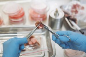carne coltivata carne coltivata